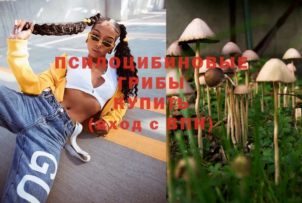 прущие грибы Алзамай